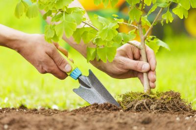 Plant Transplanting Service
