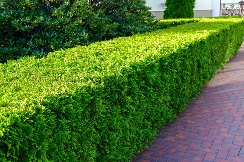 Hedge Installation