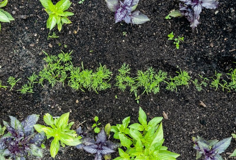 Plant Transplanting Service