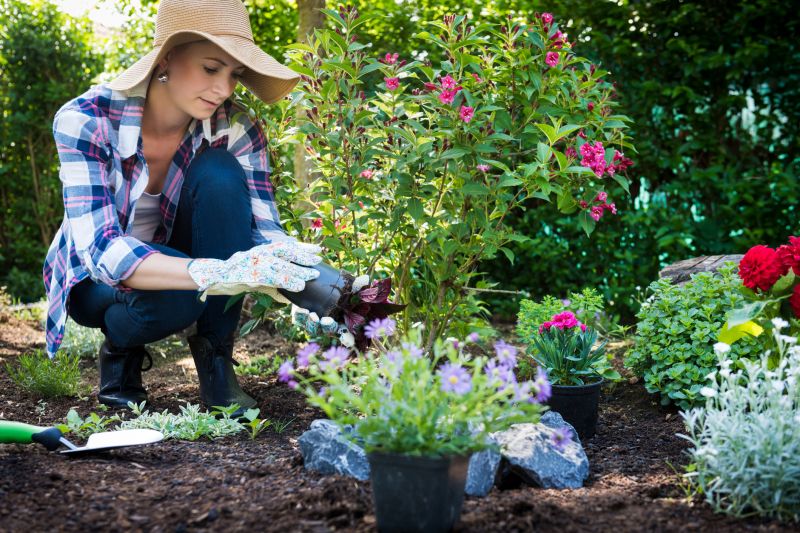 Rose Bush Planting in Ventura County, CA